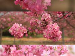 -天适樱花悠乐园