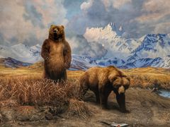 -美国自然历史博物馆