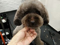 -八公叔叔宠物美容连锁(春申店)