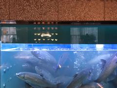 -淘米捞·米汤脆鲩鱼火锅(福田皇岗店)