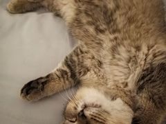 -瑞鹏宠物医院·骨科·猫科·内科(第一中心)