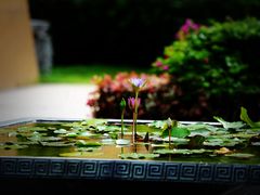 -三亚海棠湾万丽度假酒店