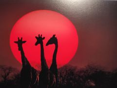 -罗红摄影艺术馆