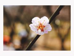 -香雪海