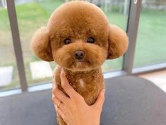 -翊宠yipet猫狗购宠庄园犬舍•猫舍