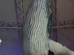-烟台海昌鲸鲨海洋公园