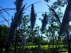 -三圣花乡旅游区