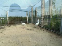 -盐城丹顶鹤湿地生态旅游区