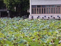 -荔湾湖公园