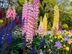 -上海共青森林公园