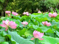 -陈家山荷花公园