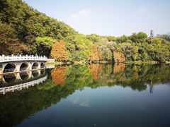 -深圳仙湖植物园