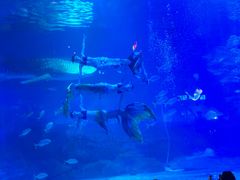 -烟台海昌鲸鲨海洋公园