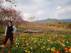 -天适樱花悠乐园
