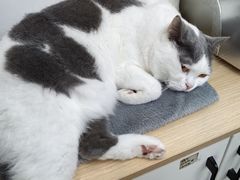 -瑞派动物医院·猫专科·至诚(江南中分院)