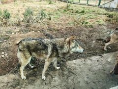 -鄂尔多斯野生动物园