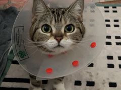 -中农大我爱我爱动物医院·核磁CT·猫病·24小时夜诊中心(石佛营店)