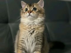 -瑞派蒂凯宠物医院·免疫点·宠保定点