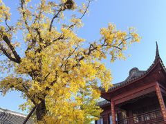 -贡湖湾湿地公园