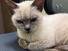 -天宠宠物医院24小时·急重症诊疗中心·全科·腔镜特色(和平分院)