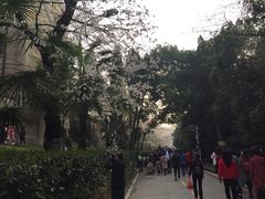 -武汉大学-樱园