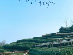 -龙坞茶村