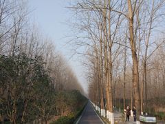 -合肥滨湖国家森林公园