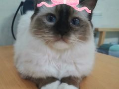-鼓捣猫呢主题猫咖店