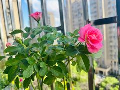 -双季花艺园艺市场(浦东店)