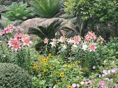 -深圳仙湖植物园