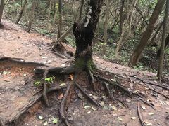 -紫金山山顶公园