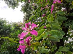 -西双版纳融创皇冠假日度假酒店