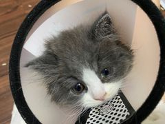 -屋虎猫馆(宝安大仟里店)