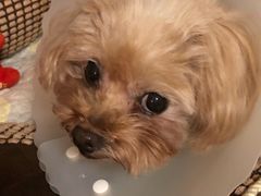 -美联众合动物医院·24h京西诊疗中心