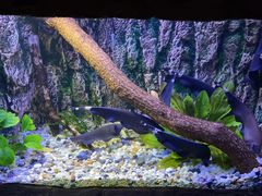 -上海海洋水族馆