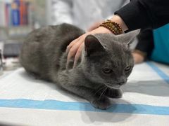 -派特宠物医院(圆融广场店)