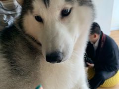 -Husky Go! 哈士奇体验馆·宠物咖啡厅狗咖