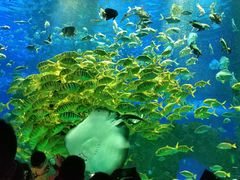 -芜湖新华联大白鲸海洋公园