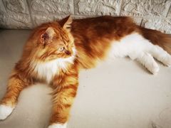 -平行世界·猫咖(首经贸店)