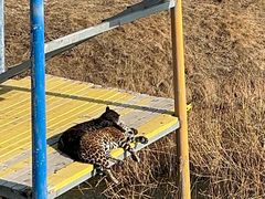 -西霞口神雕山野生动物世界