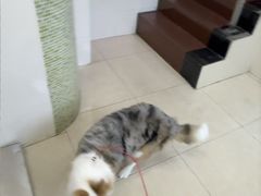-瑞鹏·疫苗·绝育·宠物医院(金沙洲店)