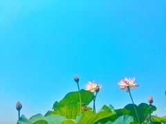 -白洋淀景区