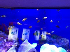 -上海海洋水族馆