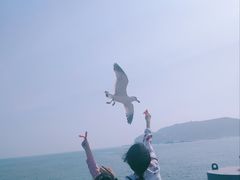 -长岛万鸟岛