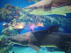 -南汇嘴观海公园