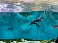 -珠海长隆海洋王国