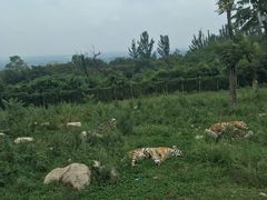-西安秦岭野生动物园