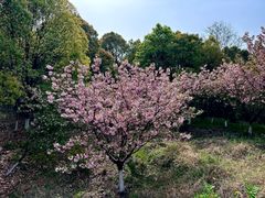 -游子山休闲旅游区