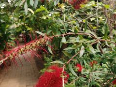 -呀路古热带植物园