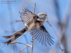 -大兴滨河森林公园